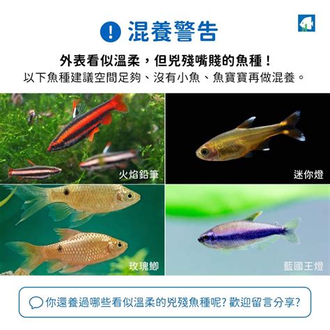 可以跟燈魚混養的魚